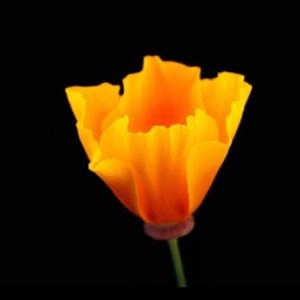 Beauty and the Beast: California Wildflowers and Climate Change – Art Exhibition @ Bay Model Visitor Center