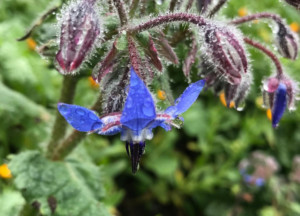 Regenerative Herbalism @ Commonweal Garden | | |