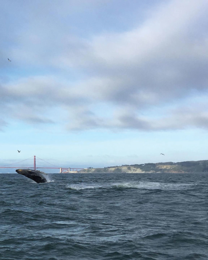 Whale Watching San Francisco Bay