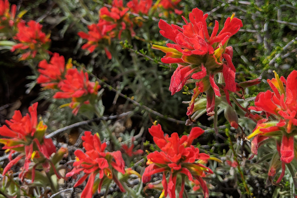 Marin Magazine Wildflowers