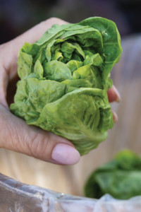 Fresh greens at the Marin Farmers Market