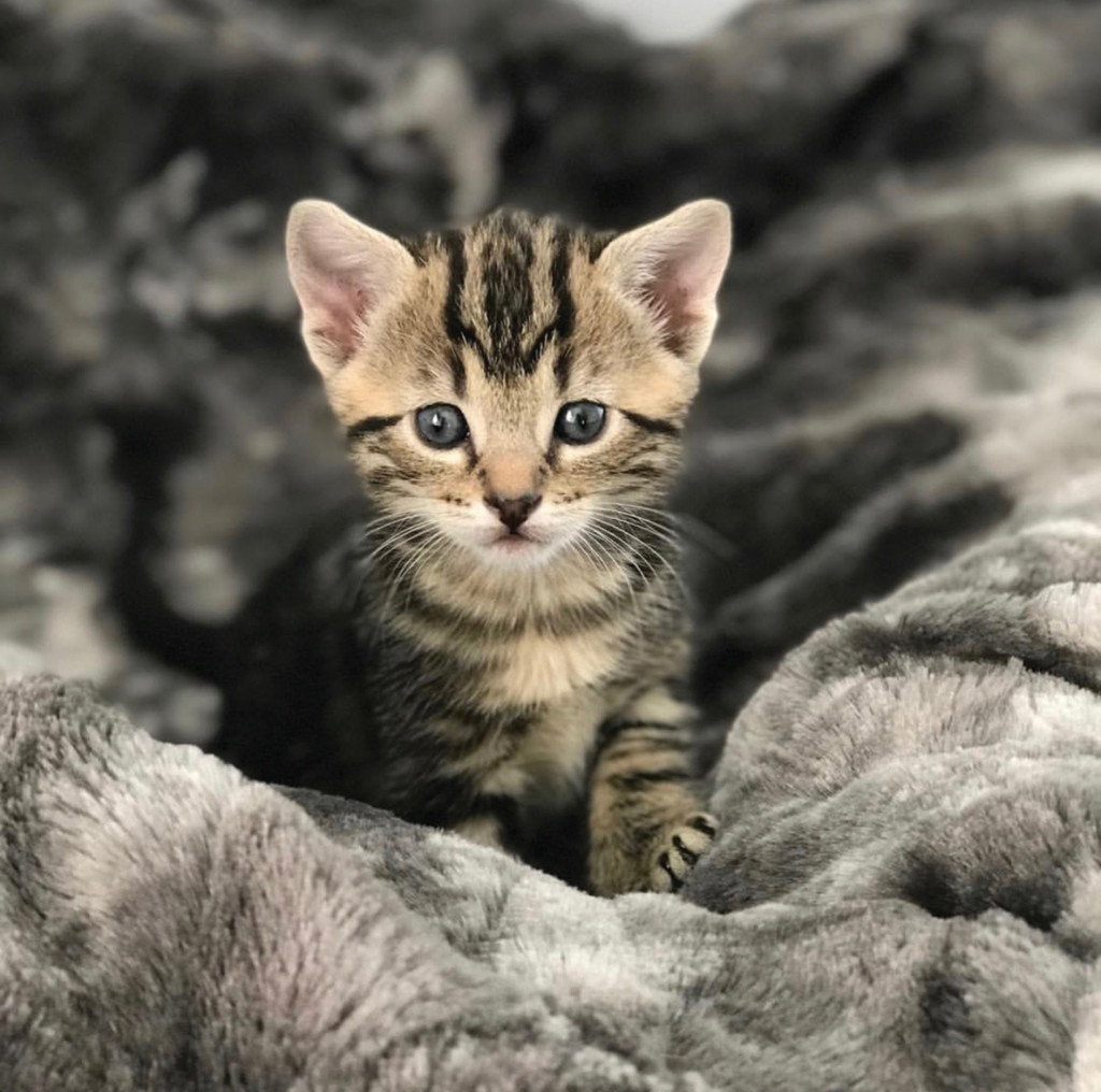 National Kitten Day