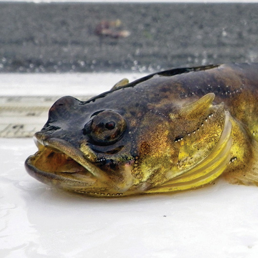 Toadfish