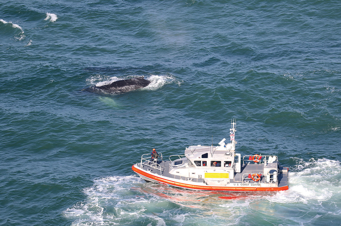 More malnourished whales are found in the San Francisco Bay