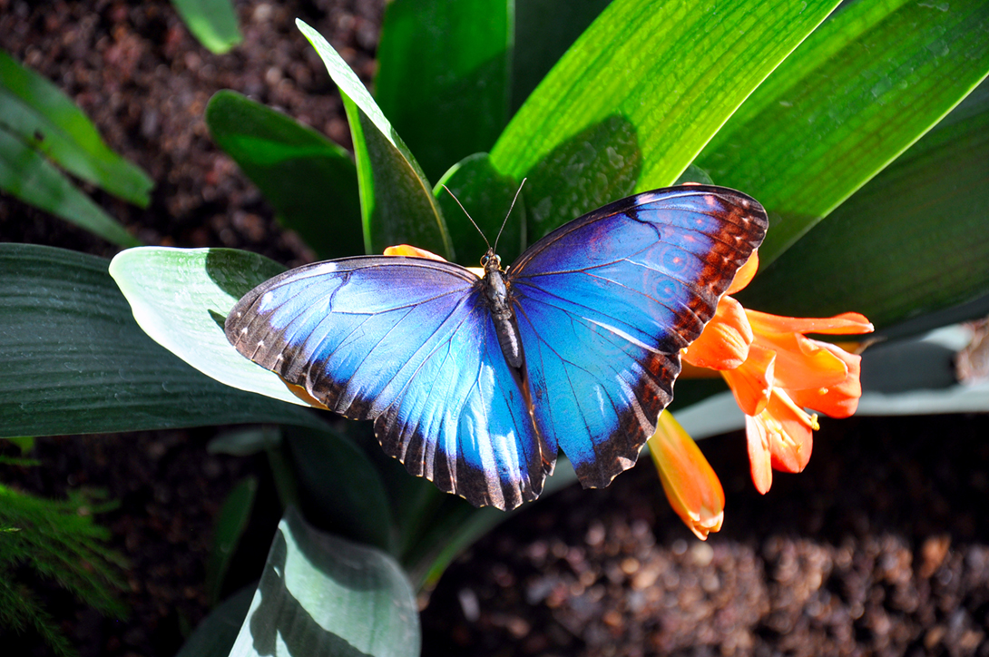 Butterfly Biosphere Utah