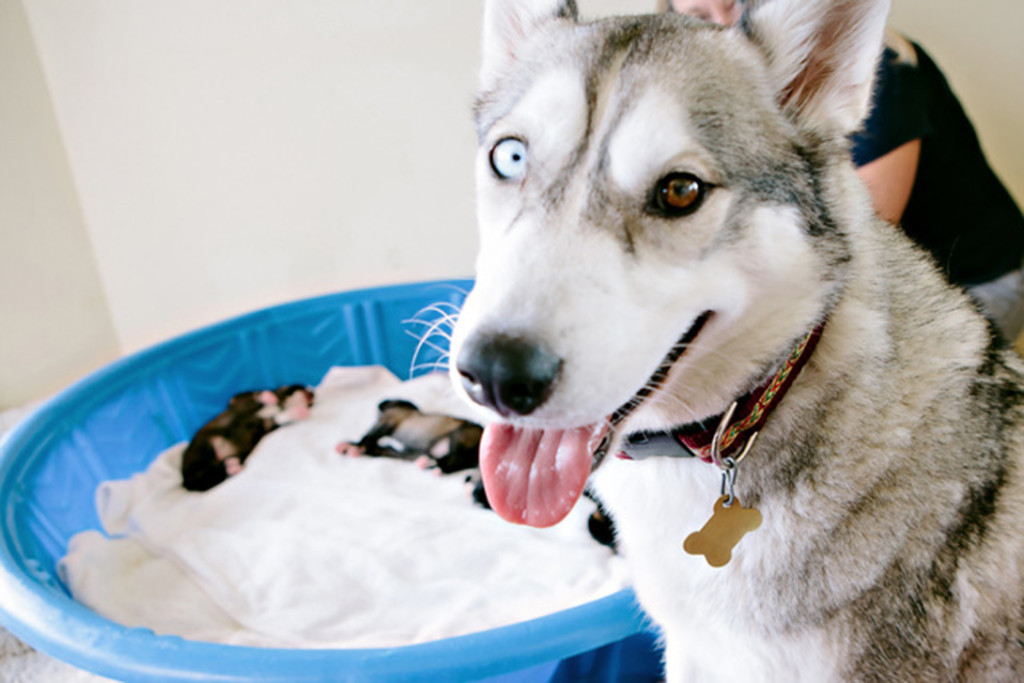 Dog of the Month Winnie