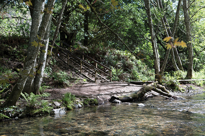 Dipsea trail 