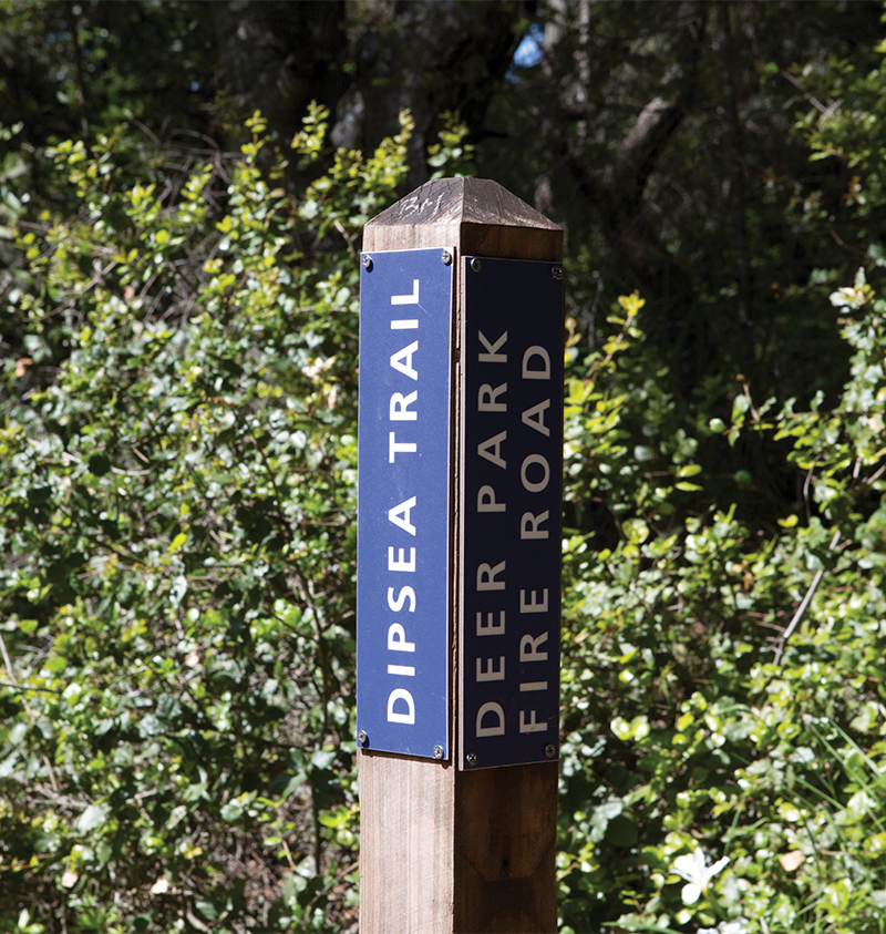 Dipsea trail 