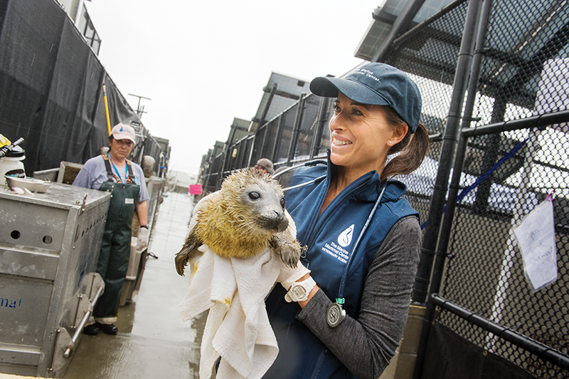 marine mammal center