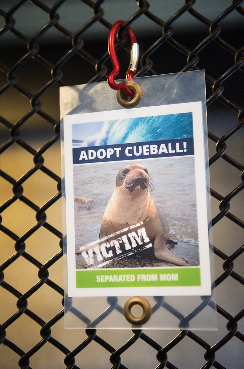 marine mammal center