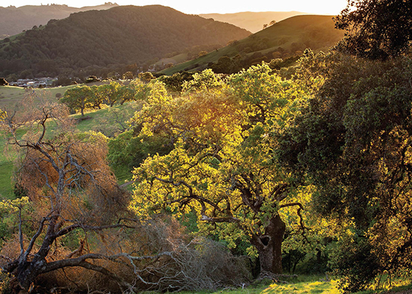 Marin Magazine, Marin Native Plants