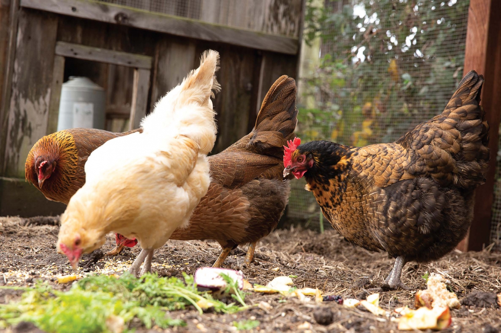 Marin Magazine, Chicken Farming