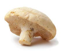 Hedgehog Mushroom